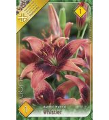 Lilium  asia- Whistler