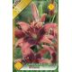 Lilium  asia- Whistler