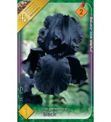 Iris germanica Black