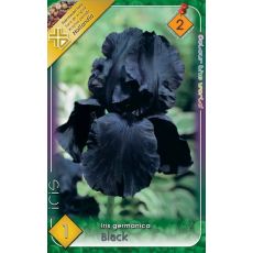 Iris germanica Black