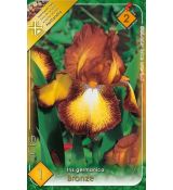 Iris germanica Bronz
