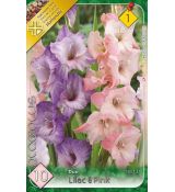 Gladiolus - Duo Lilac & Pink