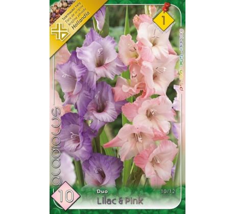Gladiolus - Duo Lilac & Pink