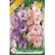 Gladiolus - Duo Lilac & Pink