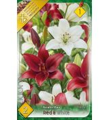 Lilium - Duo asiatic Duo Red & White