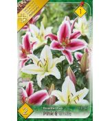 Lilium - Duo oriental Pink & White