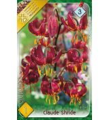Lilium martagon - Claude Shride