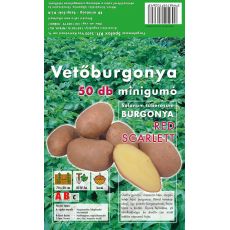 Holandské sadivo zemiakov / minihľuzy 50ks - RED SCARLETT