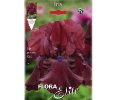 Iris - germanica Red
