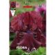 Iris - germanica Red
