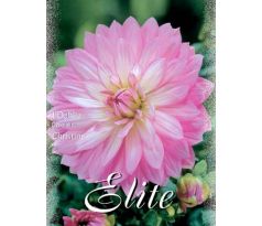 Dahlia - Christine
