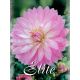 Dahlia - Christine
