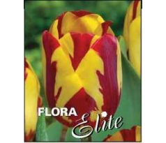 Tulipa - Helmar