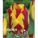 Tulipa - Helmar