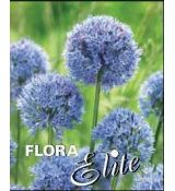 Allium - caeruleum