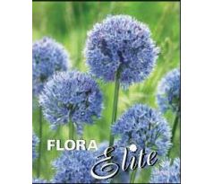 Allium - caeruleum