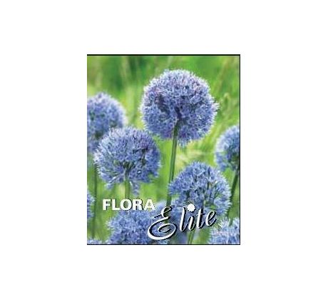 Allium - caeruleum