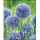 Allium - caeruleum