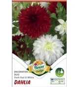 Dahlia - Duo Dark RED & White