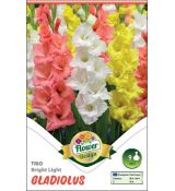 Gladiolus - Trio Bright Light