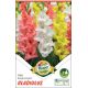 Gladiolus - Trio Bright Light
