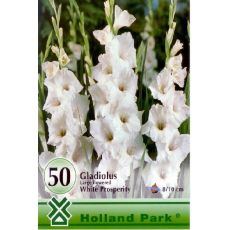 Gladiolus - large flowered White/50ks