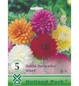 Dahlia - decorative mixed/5ks