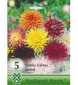 Dahlia - Cactus mixed/5ks