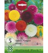 Dahlia - Pompon mixed/5ks