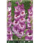 Gladiolus - Elvive