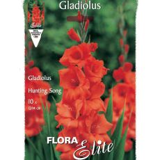 Gladiolus - Hunting Song