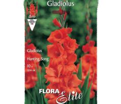 Gladiolus - Hunting Song