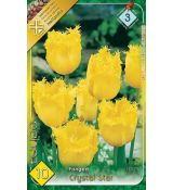 Tulipa Fringed - Crystal Star