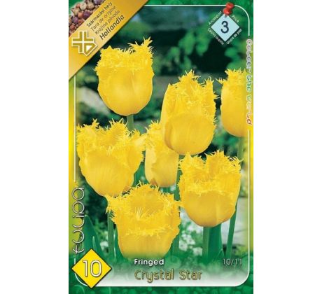 Tulipa Fringed - Crystal Star