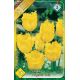 Tulipa Fringed - Crystal Star