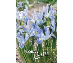 Iris reticulata Blue Planet