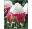 Tulipa - Ice Cream