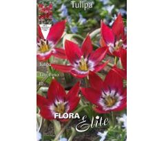 Tulipa Botanical - Tiny Timo