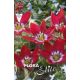 Tulipa Botanical - Tiny Timo