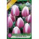 Tulipa Triumph -  Synaeda Blue