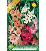 Gladiolus nanus - mixed