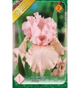 Iris germanica Pink