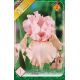 Iris germanica Pink