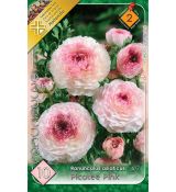 Ranunculus picotee Pink