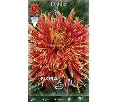 Dahlia - Show´n´ Tell