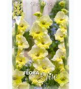 Gladiolus - Banana Ice