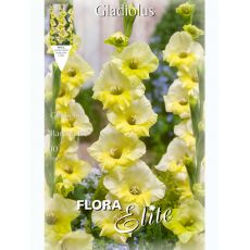 Gladiolus - Banana Ice