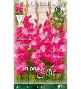 Gladiolus - Fairytale Pink