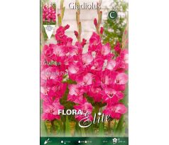 Gladiolus - Fairytale Pink