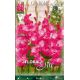 Gladiolus - Fairytale Pink